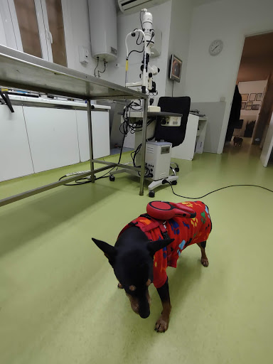 Centro Oftamologico Veterinario – Madrid