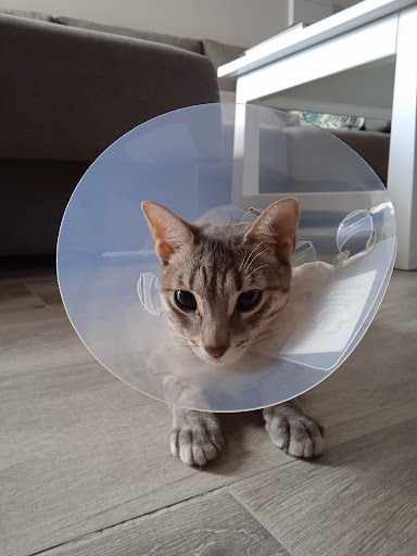 Centro Veterinaria Albeitar – Priego de Córdoba