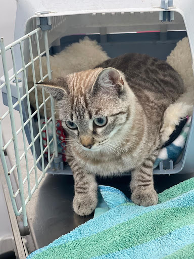 Centro Veterinario Abc – Arboleas