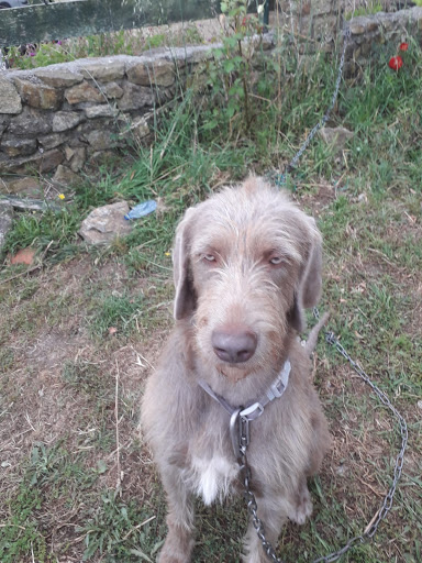 Centro Veterinario Adrisa (Urgencias 24h) – Cee