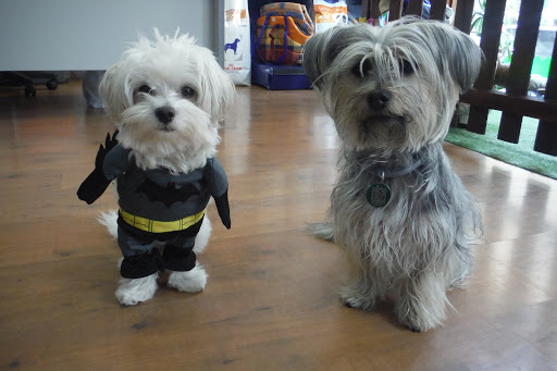 Centro Veterinario Águilas – Aguilas