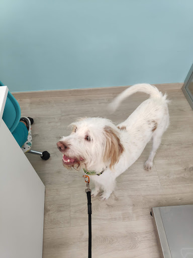 Centro Veterinario Albalat – Albalat dels Sorells