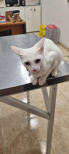 Centro Veterinario «Albeitar» – Xàbia