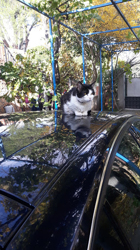 Centro Veterinario Alberche – Escalona