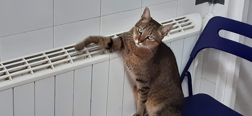 Centro Veterinario Albert – Alcàsser