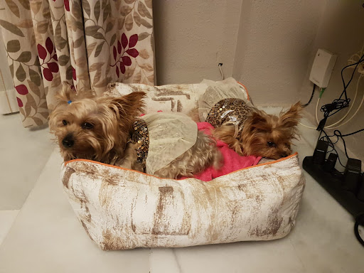 Centro Veterinario Alfacamaleon – Alfacar