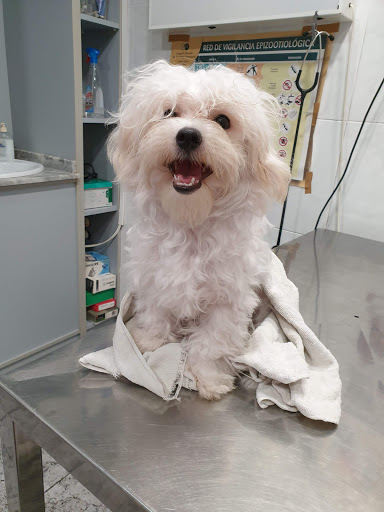 Centro Veterinario Algemesí – Algemesí