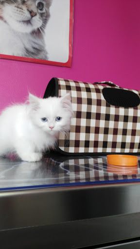 Centro Veterinario Animal Instinct – Madrid