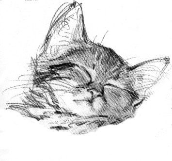 Centro Veterinario Animalis – Barcelona