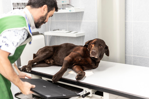 Centro Veterinario Api – Tres Cantos