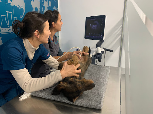Centro Veterinario Arakela – Madrid