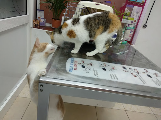 Centro Veterinario Arguineguín – Arguineguín