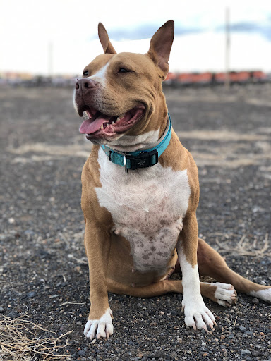 Centro Veterinario Arinaga Playa – Arinaga