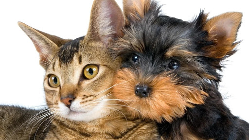 Centro Veterinario Ariscal – Villanueva del Ariscal