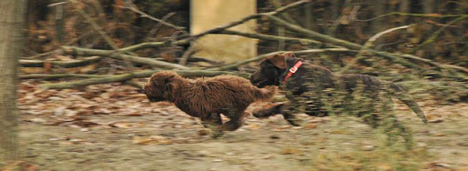 Centro Veterinario Arm – Gabia la Grande