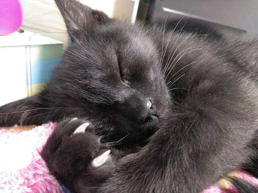 Centro Veterinario Autol – Autol