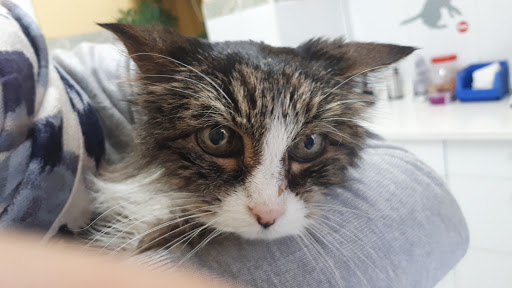 Centro Veterinario Avenida de Europa – Madrid