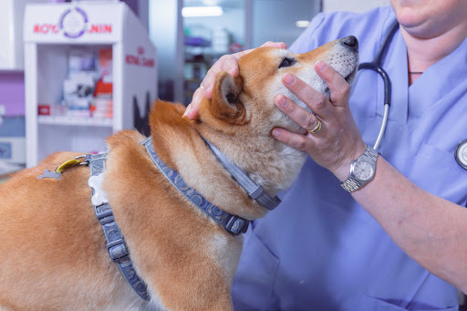 Centro Veterinario Badal I Botiga Animalons – Barcelona