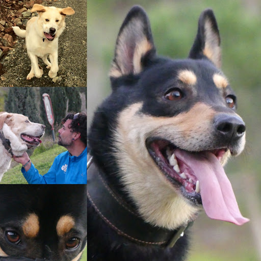 Centro Veterinario Benahavis – Benahavís