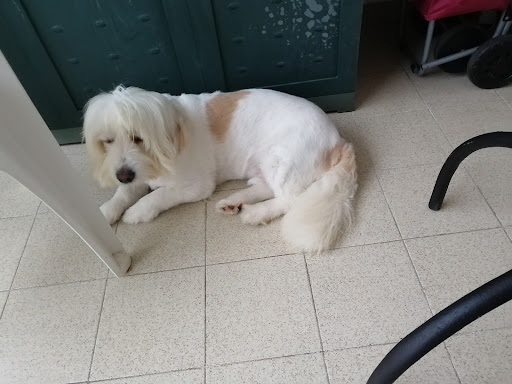 Centro Veterinario Bienestar Animal – Ensenada San Miguel