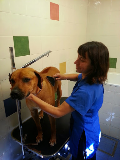 Centro Veterinario Bormujos I – Bormujos