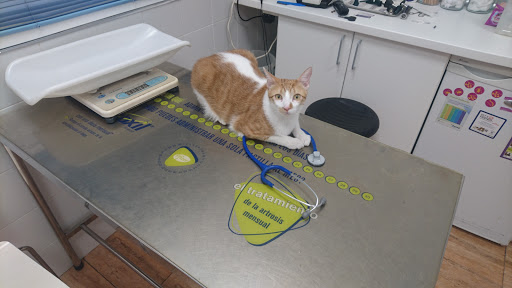 Centro Veterinario Bormujos Ii – Bormujos