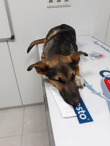 Centro Veterinario Bullas – Bullas