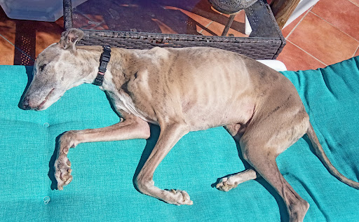 Centro Veterinario Canfeliquus – Alcaucín