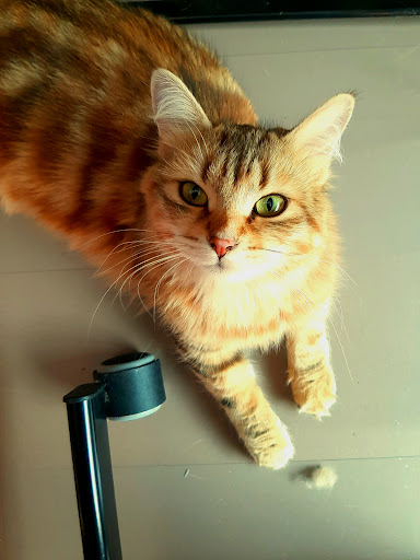 Centro Veterinario Canillejas – Madrid