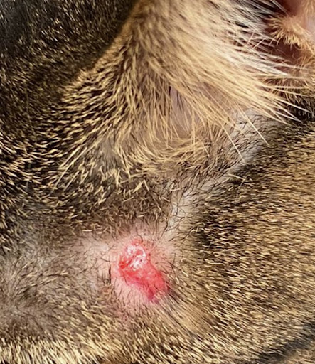 Centro Veterinario Carrizal – Clínica Veterinaria – Carrizal