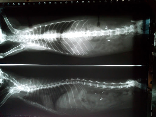 Centro Veterinario Cedeira – Cedeira