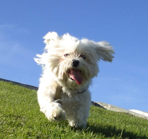 Centro Veterinario Ciudad Lineal – Madrid