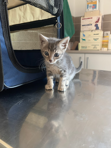 Centro Veterinario Conde de Orgaz – Madrid