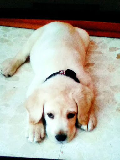 Centro Veterinario Creu Alta – Sabadell