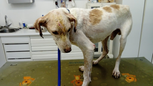 Centro Veterinario Don Can – Valverde del Camino