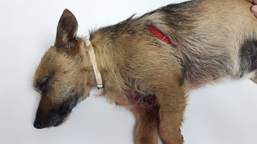 Centro Veterinario Eclipse – Pedralba