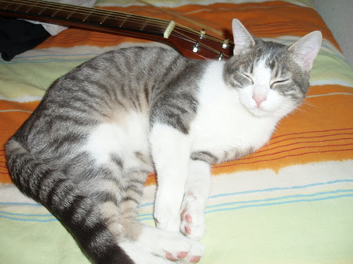 Centro Veterinario El Arenal – San Fernando