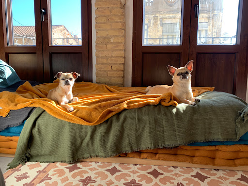 Centro Veterinario El Cabanyal – Valencia