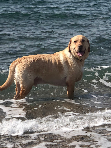 Centro Veterinario El Castell – Castelldefels