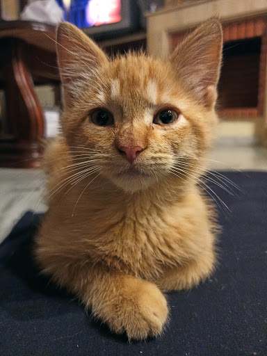 Centro Veterinario El Portichuelo – Arcos de la Frontera