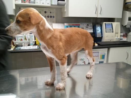 Centro Veterinario Emilio Ferrer Mer – Montgat