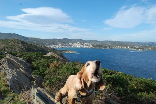 Centro Veterinario – Es Cau D’en Pinxo #cadaqués – Cadaqués