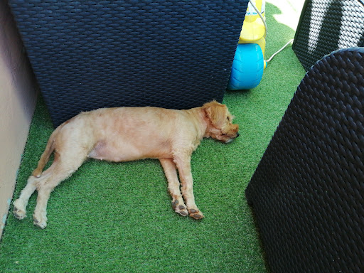 Centro Veterinario Esperanto – Málaga