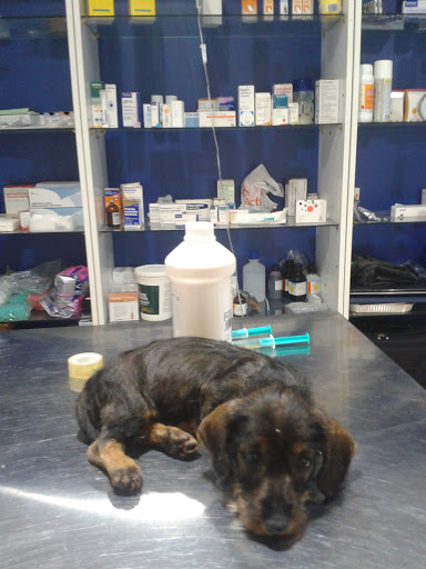 Centro Veterinario Espiel – Espiel