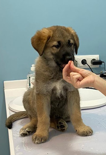 Centro Veterinario Espronceda – Madrid