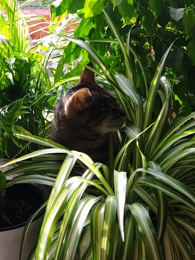 Centro Veterinario Eurocan (Urgencias y Hospitalización) – Guadarrama