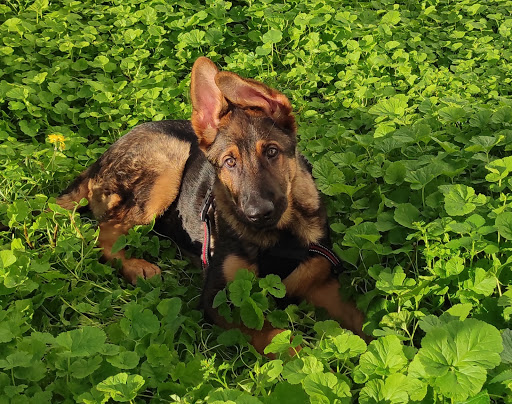 Centro Veterinario Europa – Vejer de la Frontera