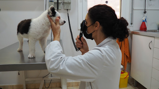 Centro Veterinario Fontpineda – Fontpineda
