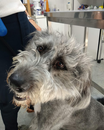 Centro Veterinario Galvany – Barcelona