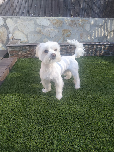 Centro Veterinario Gran Danes – Valmojado